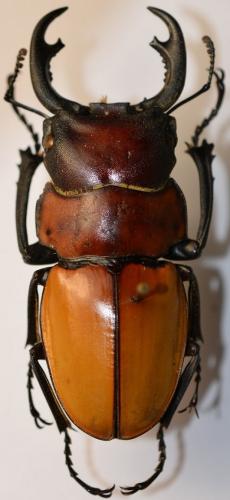 Odontolabis somneri